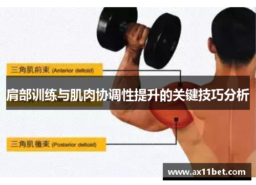 肩部训练与肌肉协调性提升的关键技巧分析